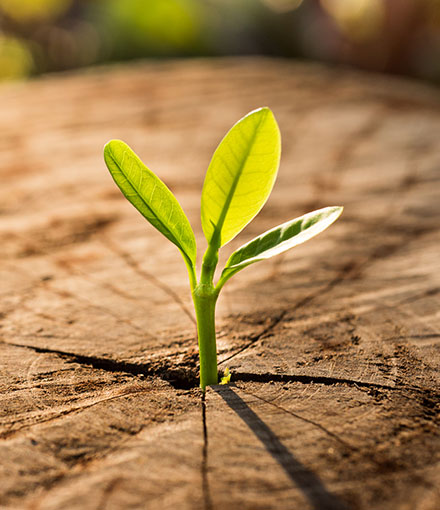 Sustainably Conscious Environment Sustainably Conscious Environment