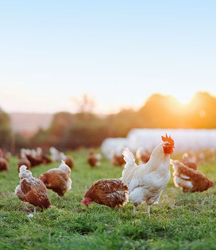 Sustainably Conscious Procurement Sustainably Conscious Procurement